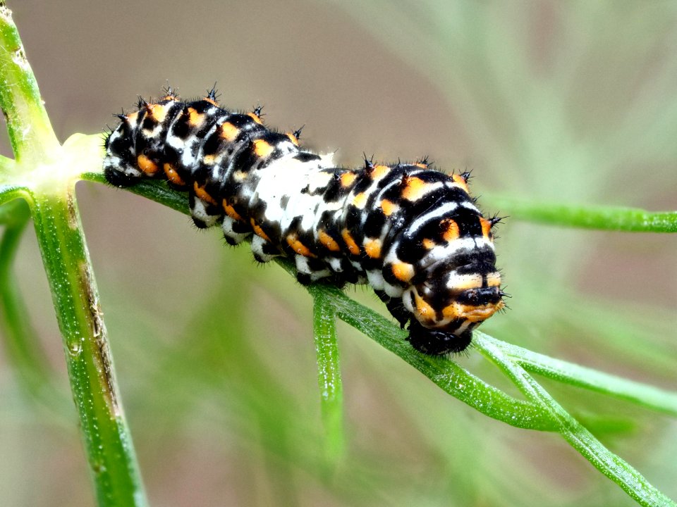 Schwalbenschwanz Raupe - Swallotail caterpillar - Papilio machaon
