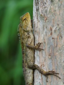 LIzard