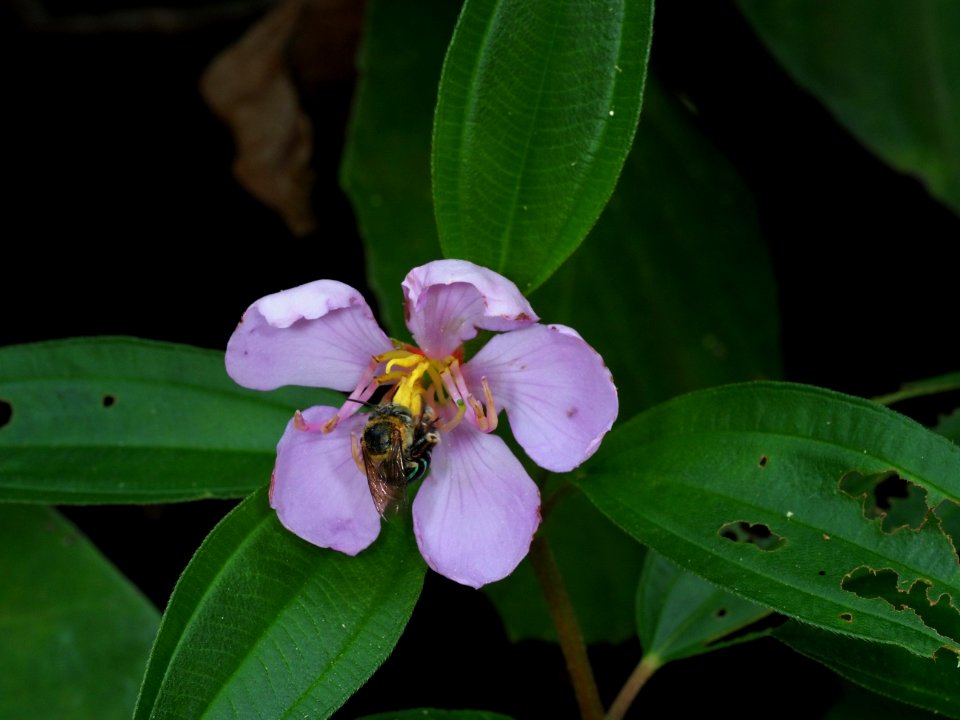 Beautiful Bee