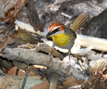 845 - RUFOUS-CAPPED WARBLER (5-8-2020) guindani trail, whetstone mts, cochise co, az -11