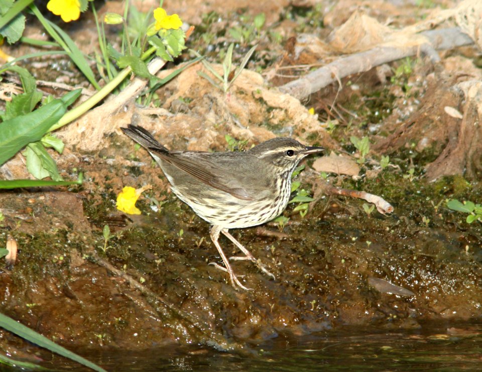 WATERTHRUSH, NORTHERN (5-8-11) de anza trail, tumacacori, scc, az -02