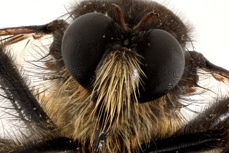 Robber fly - Cyrtopogon sp.