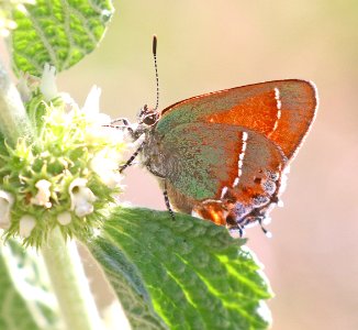 HAIRSTREAK, SIVA JUNIPER (Callophrys gryneus siva) (5-6-2020) upper peppersauce canyon, santa catalina mts, pinal co, az -04