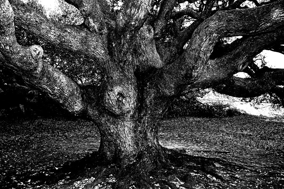 TX - OLD OAK TREE (3-26-13) goose island state park (9)