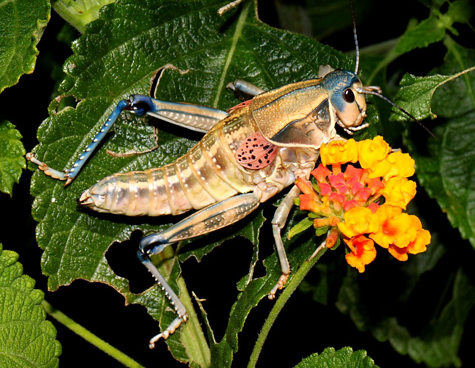 GRASSHOPPER, PLAINS LUBBER (Brachystola magna) (8-10-10) fem, yard, west of patagonia, scc, az -02 (9-17-10) 78 circulo montana, pat lake ranch estates, scc, az -01