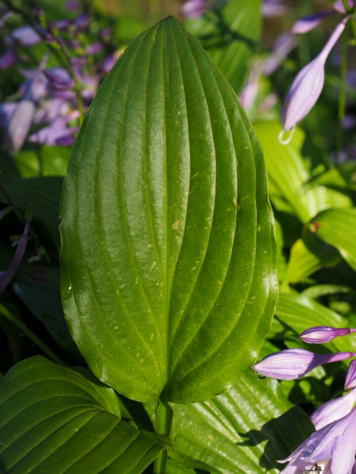 Plant plantain lily hosta performed