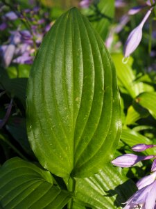 Plant plantain lily hosta performed photo