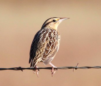 MEADOWLARK, EASTERN (10-17-10) lilian's, san rafael grasslands, scc, az -04
