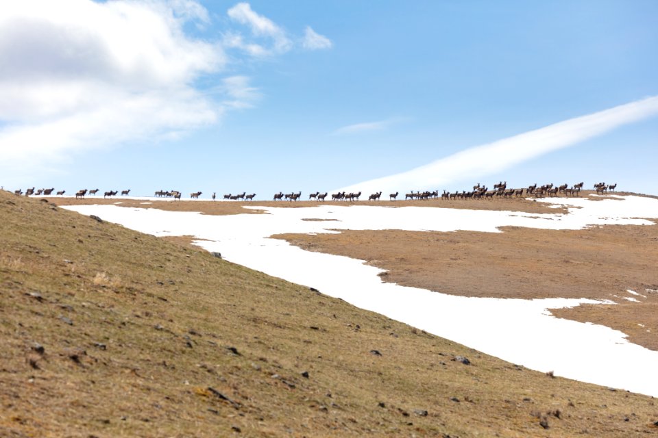 A group of elk move along a ridge