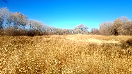 SAN PEDRO RIVER (12-9-2020) fall pastels along river trail -05 photo