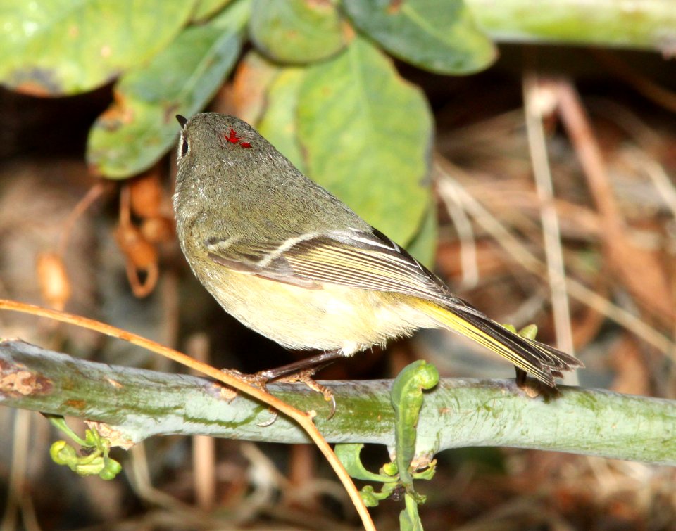 KINGLET, RUBY-CROWNED (2-18-12) patagonia lake, scc, az -01