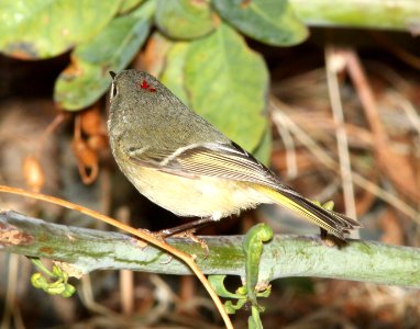 KINGLET, RUBY-CROWNED (2-18-12) patagonia lake, scc, az -01