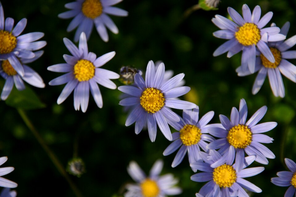 Nature flower plant