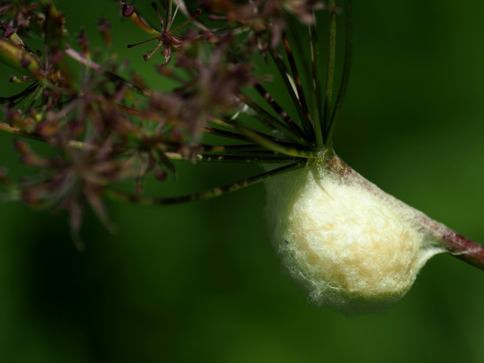 spider? eggs