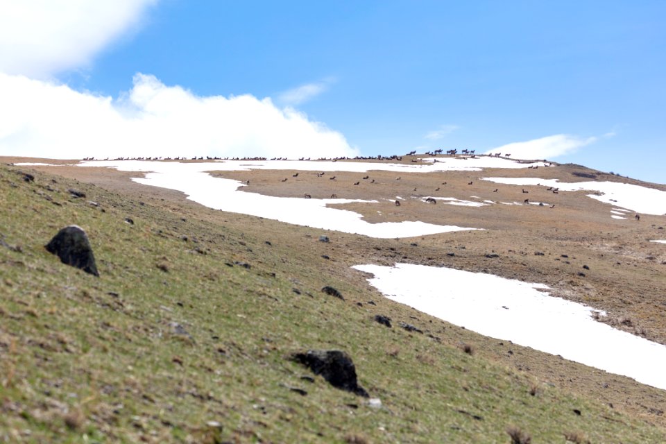 A group of elk dot the ridgeline