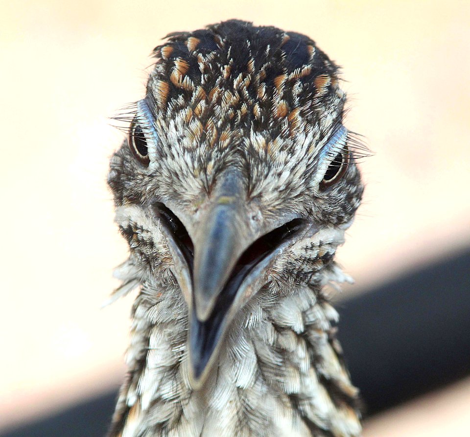 446 - GREATER ROADRUNNER (8-24-10) yard, west of patagonia, scc, az - (7)
