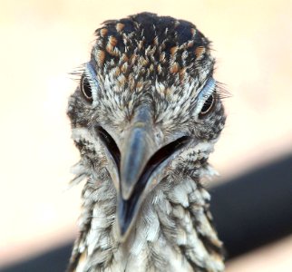 446 - GREATER ROADRUNNER (8-24-10) yard, west of patagonia, scc, az - (7) photo