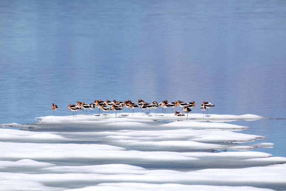 American Avocet at Yellowstone Lake