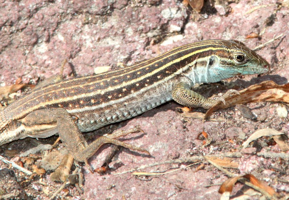 WHIPTAIL, SONORAN SPOTTED (Aspidoscelis sonorae) (7-15-12) pena blanca lake, scc, az -02