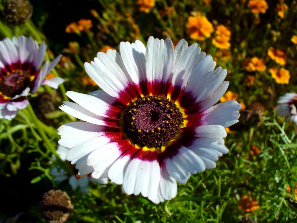 Colorful plant floral