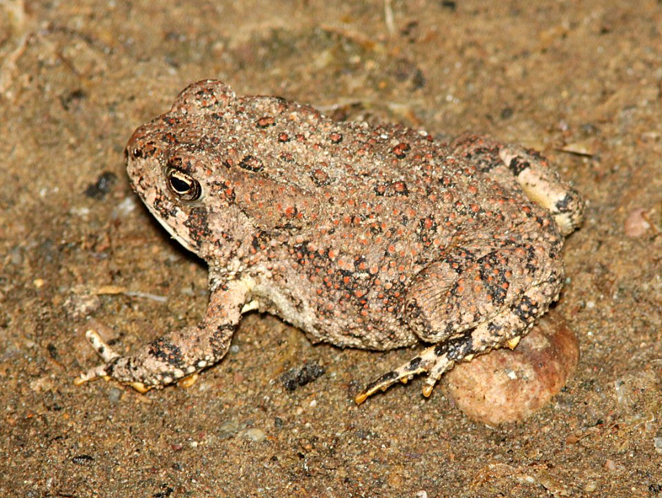 TOAD, RED-SPOTTED (Bufo punctatus) (7-9-12) patagonia lake, scc, az -01