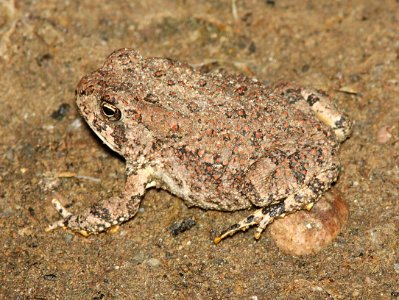 TOAD, RED-SPOTTED (Bufo punctatus) (7-9-12) patagonia lake, scc, az -01