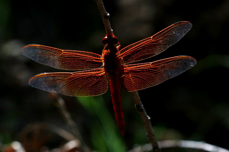 SKIMMER, FLAME (Libellula saturata) (9-27-2020) sonoita creek, patagonia, santa cruz co, az -03 male