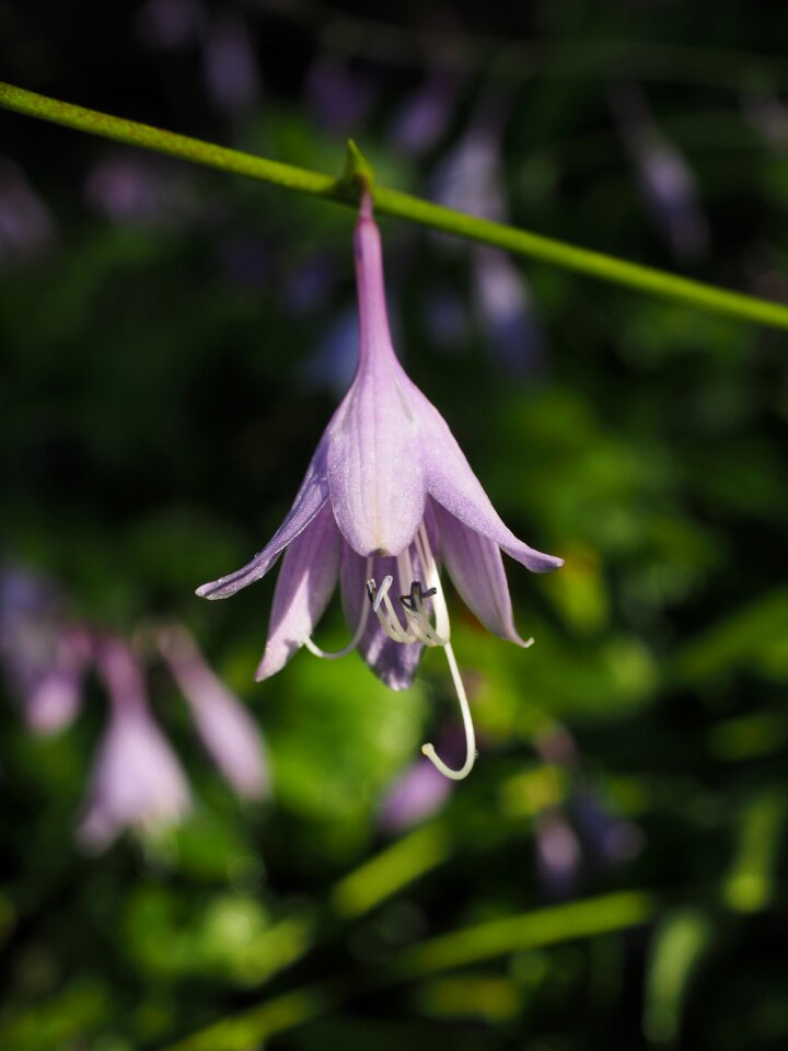 Purple light purple hosta performed