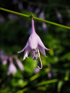 Purple light purple hosta performed