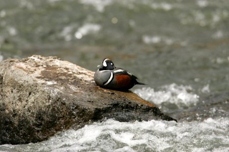 Male Harlequin duck