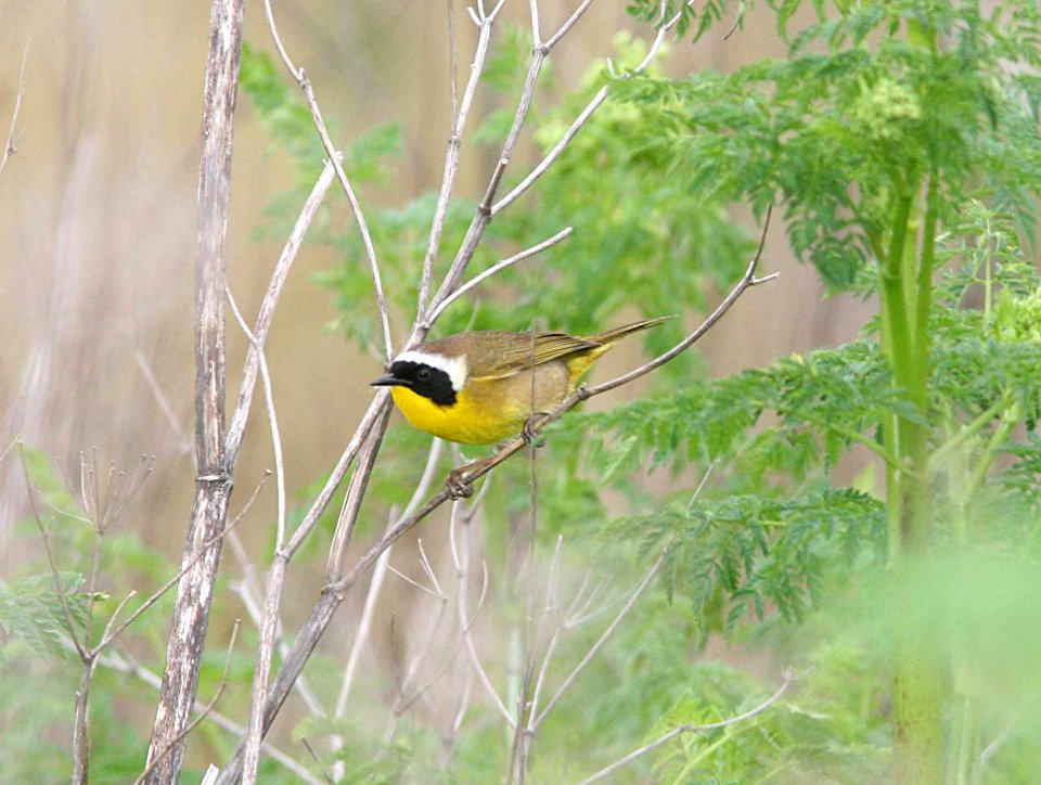 YELLOWTHROAT, COMMON (4-23-09) filiponni