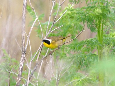 YELLOWTHROAT, COMMON (4-23-09) filiponni