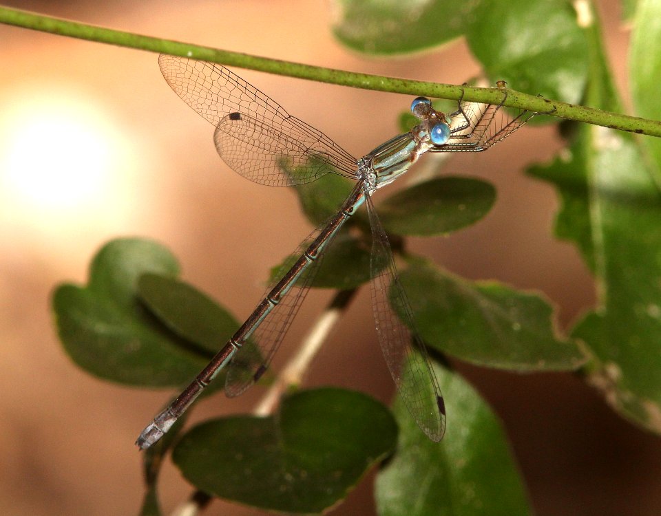 SPREADWING, RAINPOOL (Lestes forficula) (11-16-13) resaca de la palma, cameron co, tx