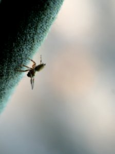 yogi spider