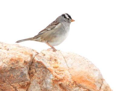 SPARROW, WHITE-CROWNED (2-14-12) gambelii race,  patagonia lake road, nogales, scc, az -01