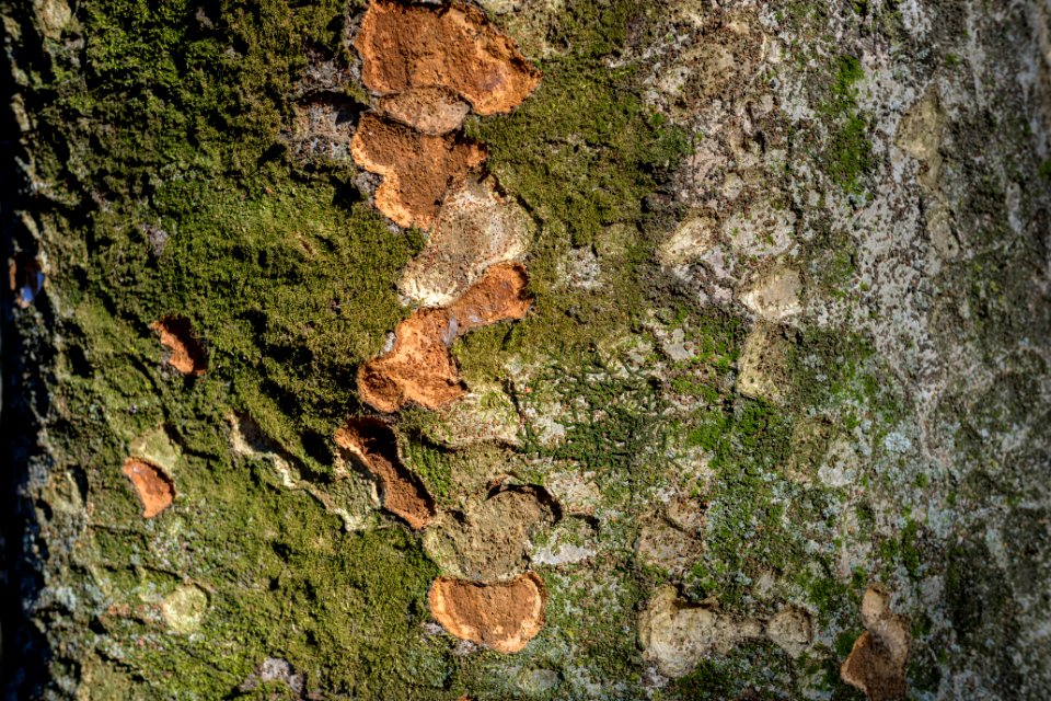 Bark, Yoyogi Park