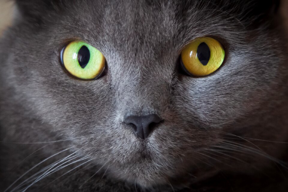 Eyes animal vigilant