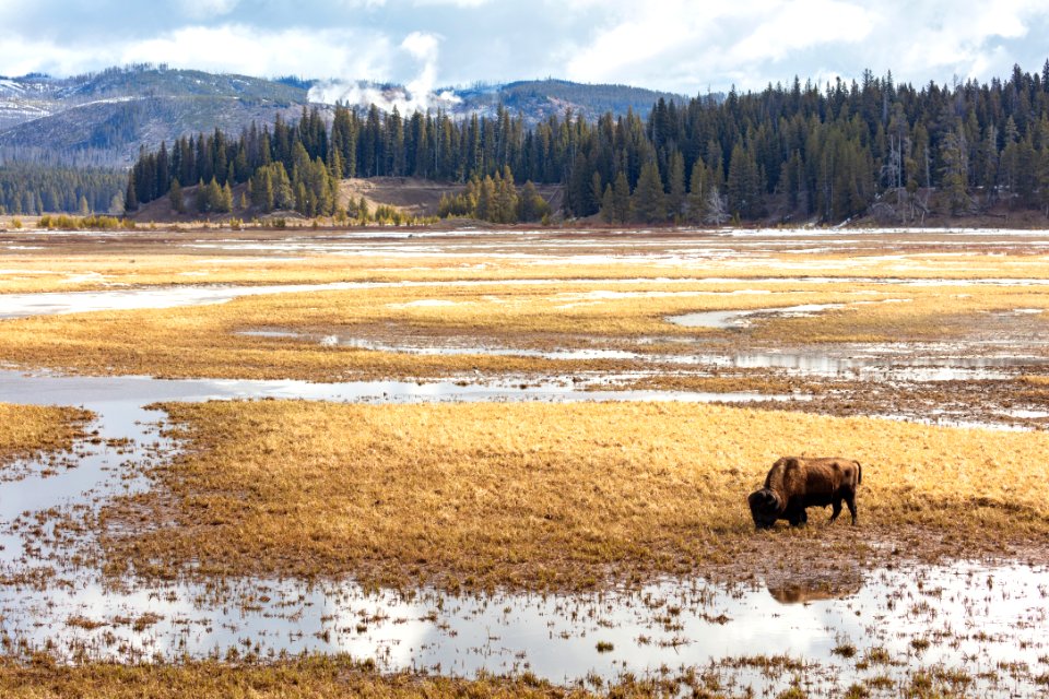 Bison grazing along Pelican Creek