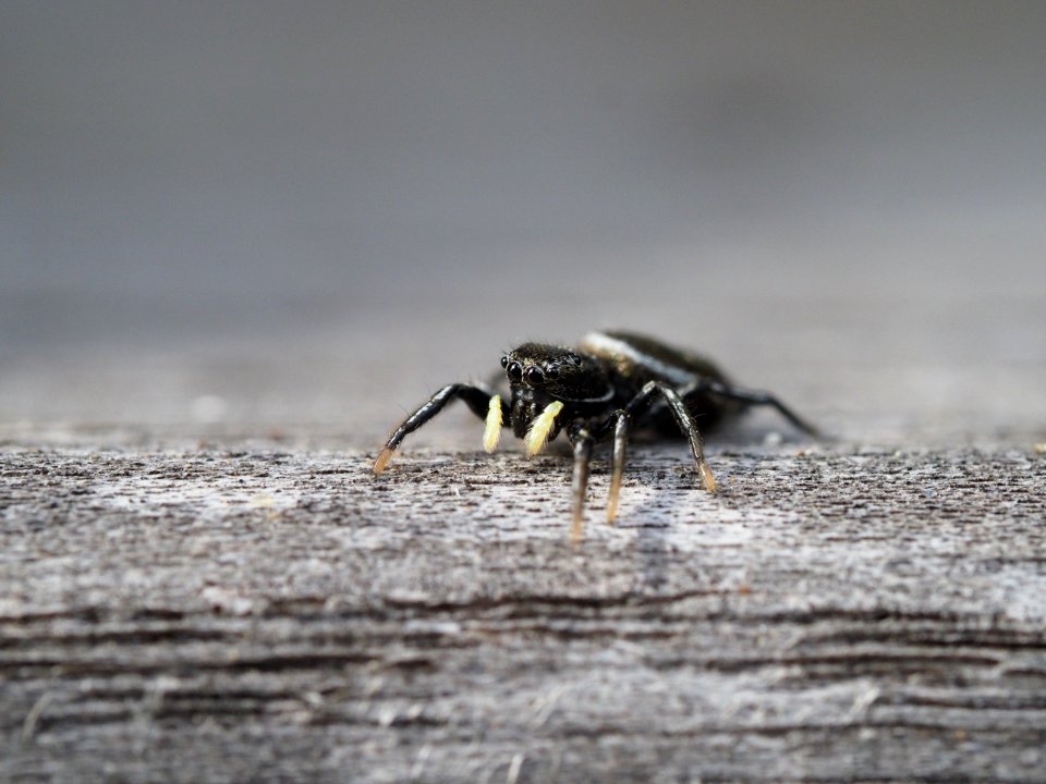 Heliophanus cupreus (f)