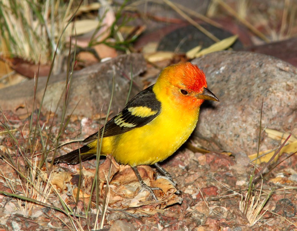 TANAGER, WESTERN (5-12-11) 78 circulo montana, patagonia lake ranch estates, scc, az -04