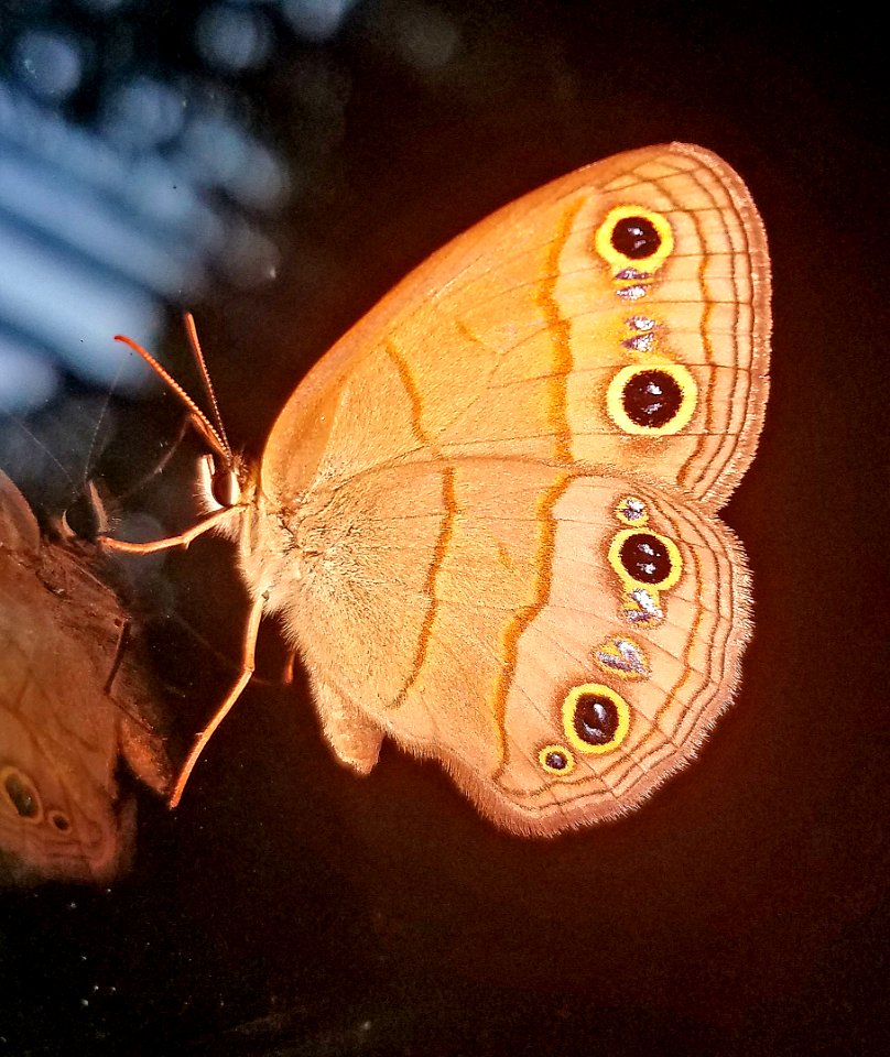 WOOD-SATYR, LITTLE (5-25-2018) martin dies jr state park, jasper co, tx -02