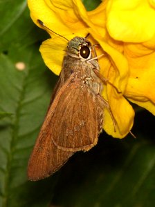 SKIPPER, BRAZILIAN (Calpodes ethlius) (11-15-13) falcon road at bentsen blvd, palmview, tx