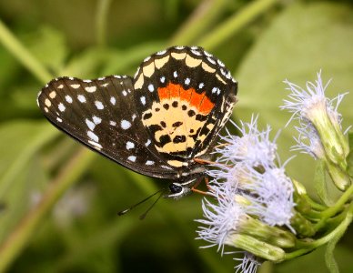 PATCH, CRIMSON (Chlosyne janais) (11-10-2016) the national butterfly center, hidalgo co, tx -38