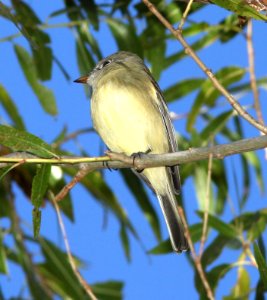 FLYCATCHER, HAMMOND'S (11-13-12) patagonia lake, scc, az -02