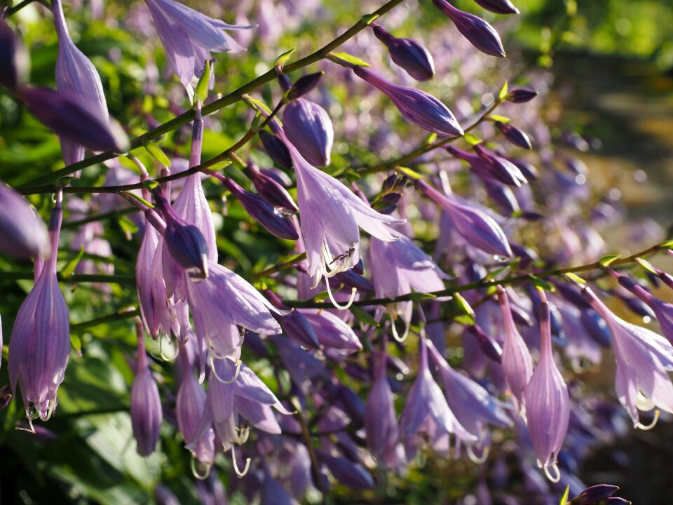 Purple light purple hosta performed