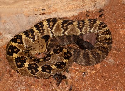 RATTLESNAKE, BLACK-TAILED (Crotalus molossus) (8-22-10) grasslands south of patagonia lake, scc, az -01