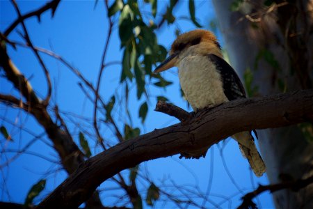 The Kookaburra