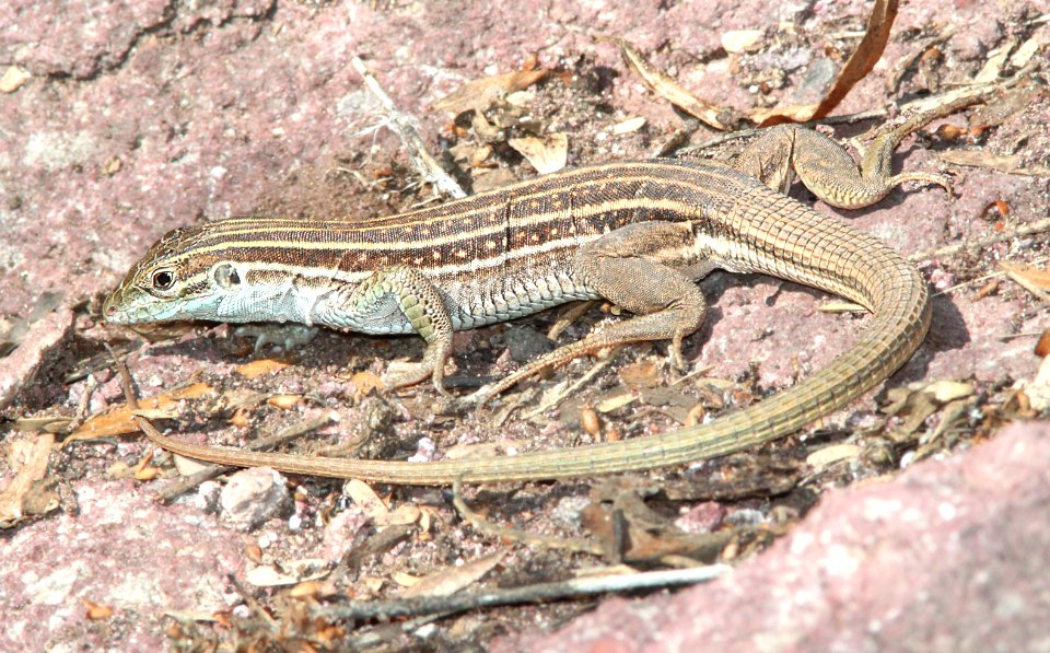 WHIPTAIL, SONORAN SPOTTED (Aspidoscelis sonorae) (7-15-12) pena blanca lake, scc, az -01