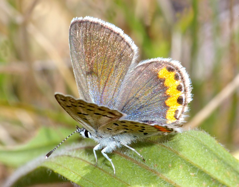 BLUE, ACMON (plabejus acmon) (4-24-09) canet rd