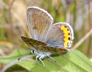 BLUE, ACMON (plabejus acmon) (4-24-09) canet rd